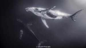 Humpback whales by Gang Song 